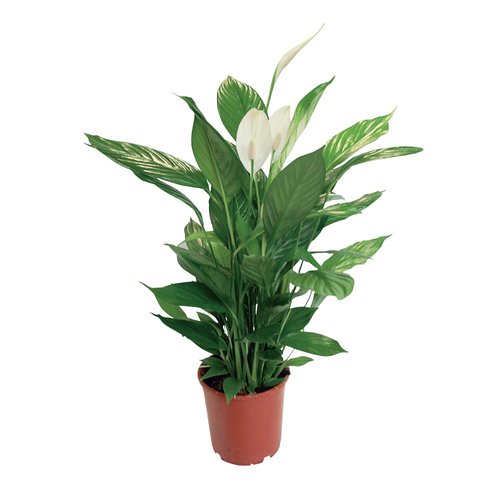 Spathiphyllum Sweet Sebastiano, in 24cm-pot