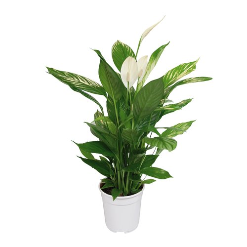 Spathiphyllum Verdi, in 17cm-pot