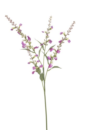 Stachys spray x4 fuchsia 68cm