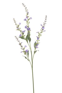 Stachys spray x4 purple 68cm