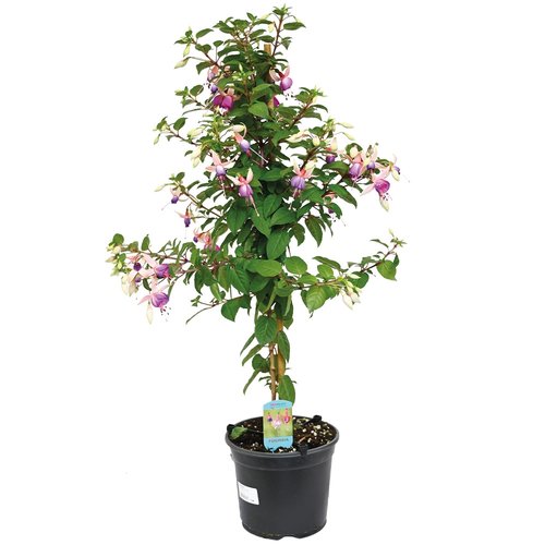 Stamfuchsia, in 19cm-pot