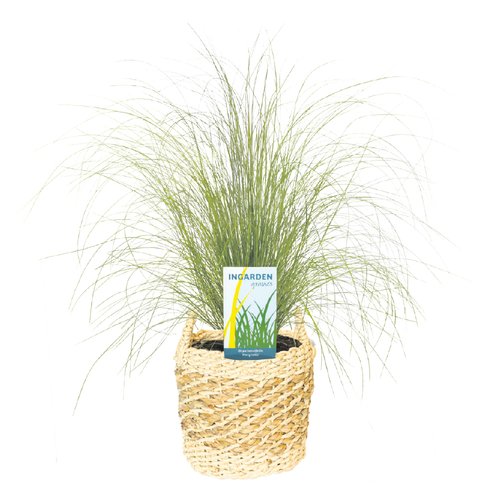 Stipa Ponytails, in 17cm-pot