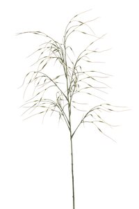 Stipa Tak Zijde - 110cm Groen