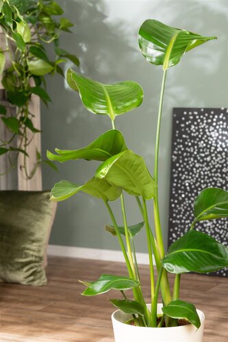 Strelitzia Nicolai, in 19cm-pot - afbeelding 3