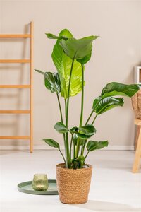 Strelitzia Nicolai, in 19cm-pot - afbeelding 5