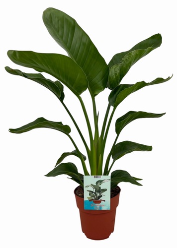 Strelitzia Nicolai, in 19cm-pot - afbeelding 1