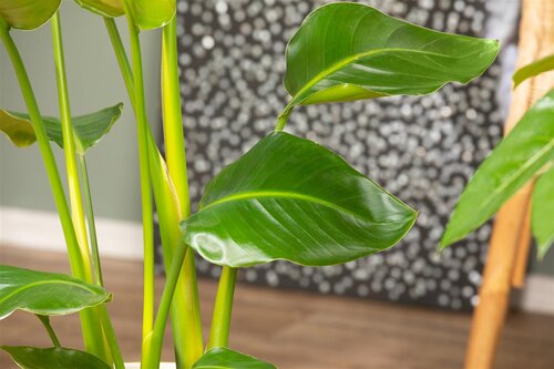 Strelitzia Nicolai, in 19cm-pot - afbeelding 2
