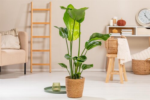 Strelitzia Nicolai, in 19cm-pot - afbeelding 4