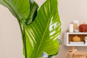 Strelitzia Nicolai, in 19cm-pot - afbeelding 6