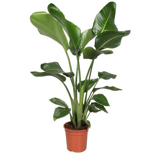 Strelitzia Nicolai, in 19cm-pot 90cm hoog - afbeelding 1