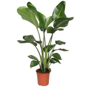 Strelitzia Nicolai, in 19cm-pot 90cm hoog - afbeelding 1