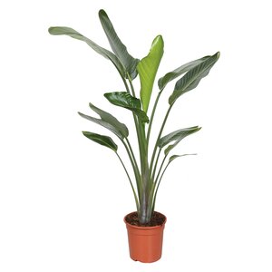 Strelitzia Nicolai, in 24cm-pot 130-160cm hoog - afbeelding 1