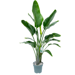 Strelitzia Nicolai in 27cm-pot