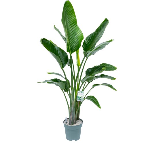 Strelitzia Nicolai, in 30cm-pot