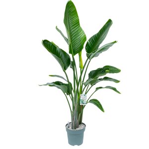 Strelitzia Nicolai, in 30cm-pot