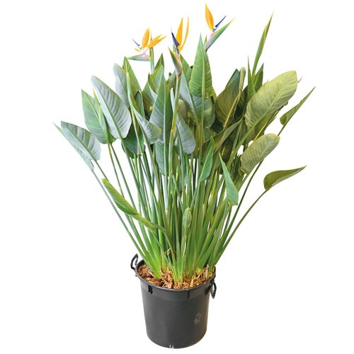 Strelitzia Reginae, in 40cm-pot 160cm hoog