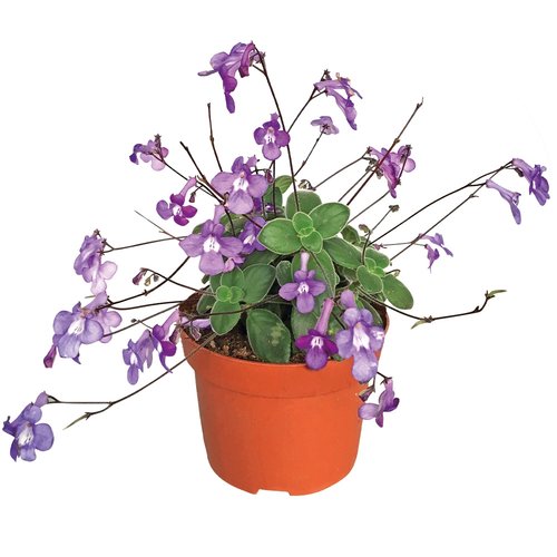 Streptocarpus, in 13cm-pot