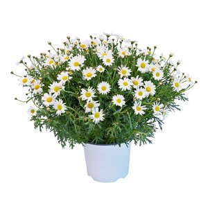 Struikmargriet, in 18cm-pot - afbeelding 1