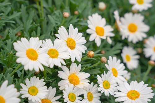 Struikmargriet, in 18cm-pot - afbeelding 2