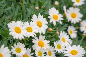 Struikmargriet, in 18cm-pot - afbeelding 2