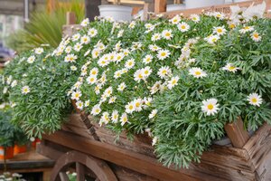 Struikmargriet, in 18cm-pot - afbeelding 3