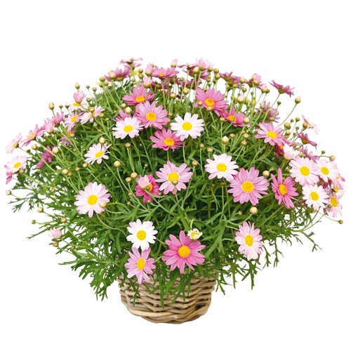 Struikmargriet mix kleuren, in 18cm-pot