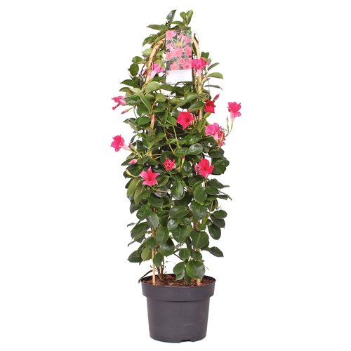 Sundaville op dubbele boog, in 19cm-pot