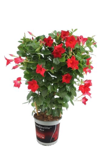 Sundaville op rek rood