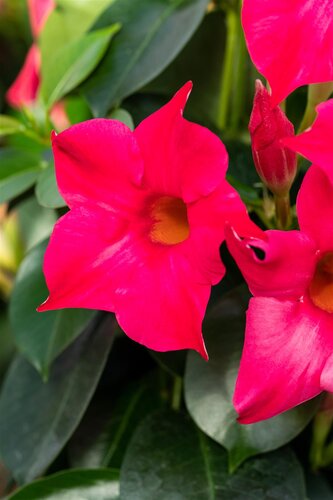 Sundaville op rek roze - afbeelding 3