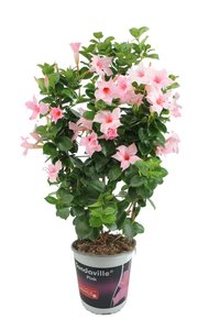 Sundaville op rek roze - afbeelding 1