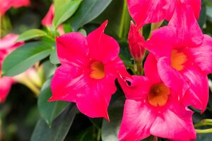 Sundaville op rek roze - afbeelding 2