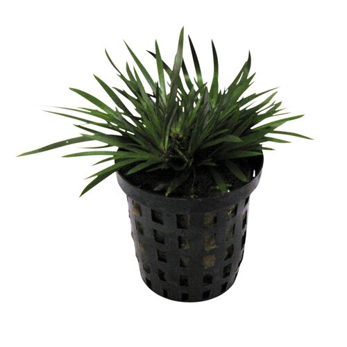 SuperFish Acorus pusillus 5 cm pot
