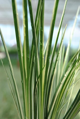 SuperFish Acorus variegatus 5 cm pot - afbeelding 2