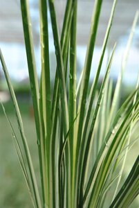 SuperFish Acorus variegatus 5 cm pot - afbeelding 2