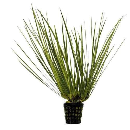 SuperFish Acorus variegatus 5 cm pot - afbeelding 1