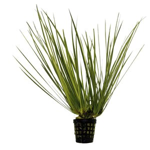 SuperFish Acorus variegatus 5 cm pot - afbeelding 1