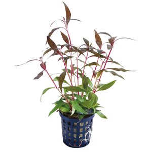 SuperFish Aquaplant Alternanthera Reineckii Mini 5 cm Pot