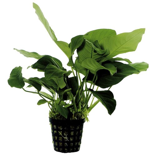 SuperFish Aquaplant Anubias Barteri Nana 5 cm Pot