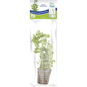 SuperFish Aquaplant Bacopa Amplexicaulis 5 cm Pot