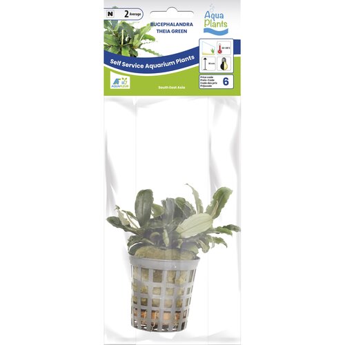 SuperFish Aquaplant Bucephalandra Theia Green 5 cm Pot