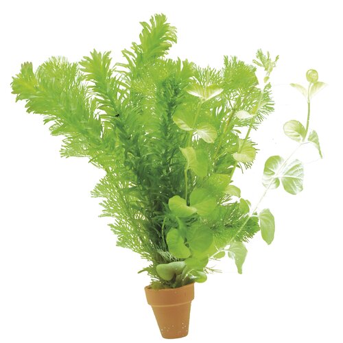 SuperFish Aquaplant Coldwater Mix Terra Cotta