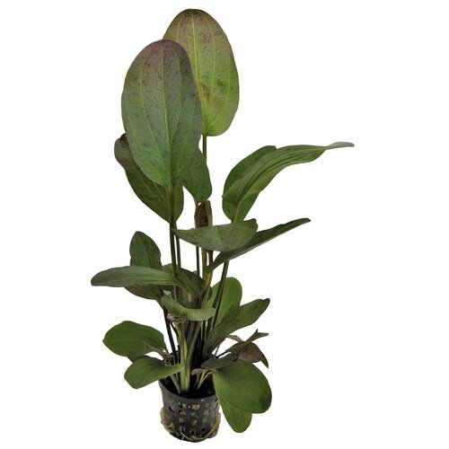 SuperFish Aquaplant Echinodorus Ozelot Red 5 cm Pot