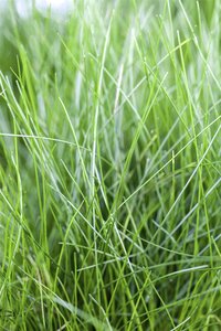 SuperFish Aquaplant Eleocharis Acicularis 5 cm Pot - afbeelding 3