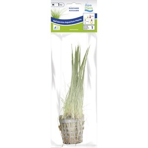 SuperFish Aquaplant Eleocharis Acicularis 5 cm Pot - afbeelding 1