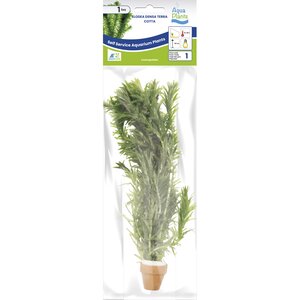 SuperFish Aquaplant Elodea Densa Terra Cotta