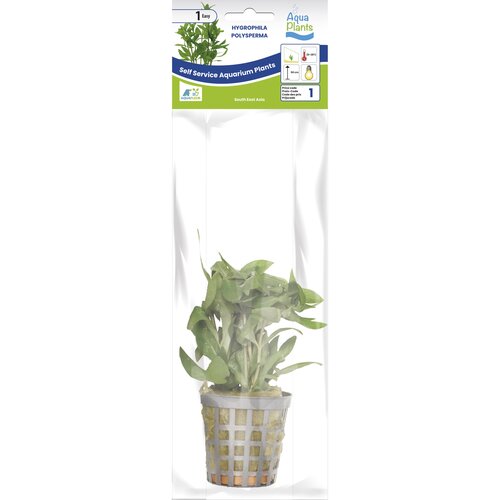 SuperFish Aquaplant Hygrophila Polysperma 5 cm Pot