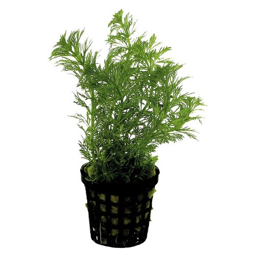 SuperFish Aquaplant Limnophila Heterophylla 5 cm Pot