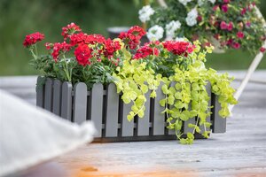 SuperFish Aquaplant Lysimachia Nummularia Aurea 5 cm Pot - afbeelding 3