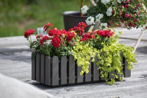 SuperFish Aquaplant Lysimachia Nummularia Aurea 5 cm Pot - afbeelding 4