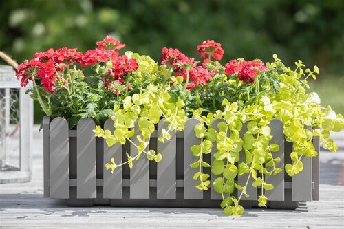 SuperFish Aquaplant Lysimachia Nummularia Aurea 5 cm Pot - afbeelding 5